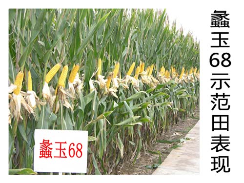 蠡玉68示范田表現(xiàn).jpg